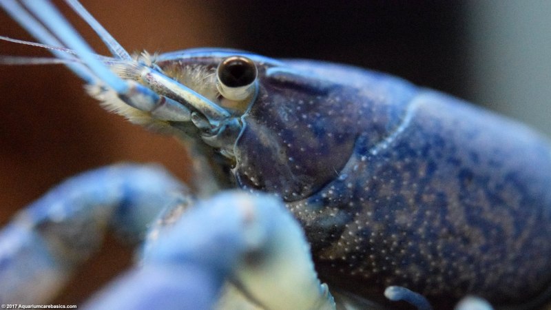 Procambarus alleni синий Флоридский рак.
