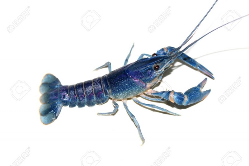 Cherax tenuimanus