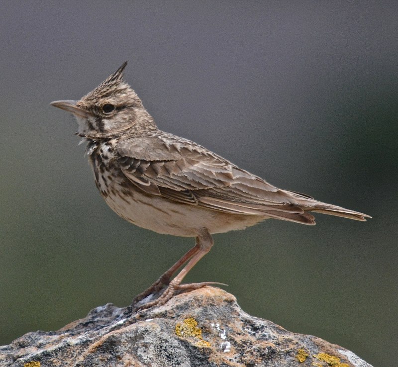Galerida cristata