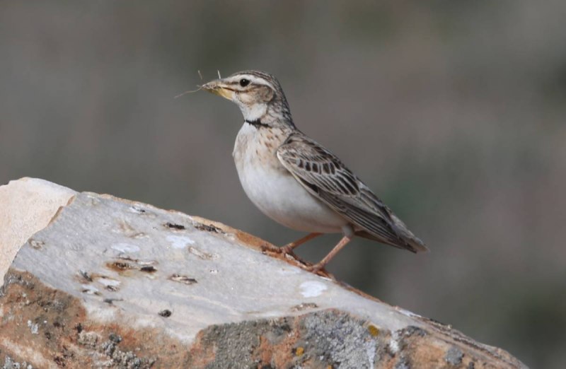 Galerida cristata