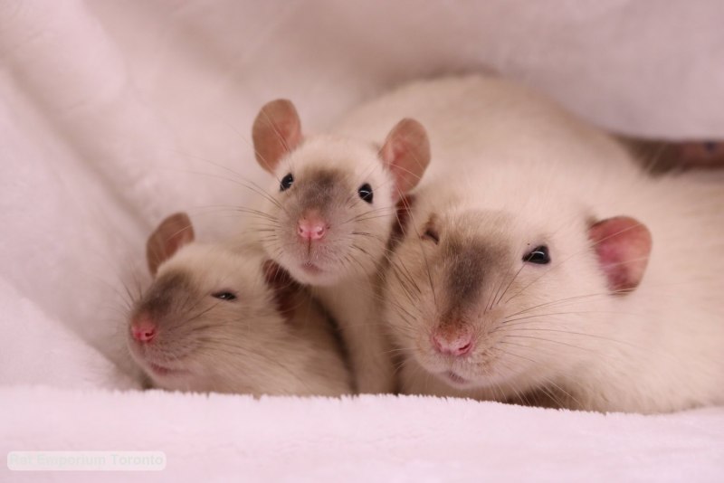 Крыса сиамского окраса (74 фото)