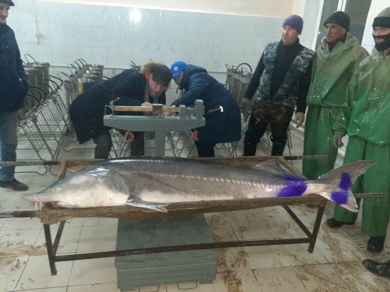 Белуга рыба в Азовском море