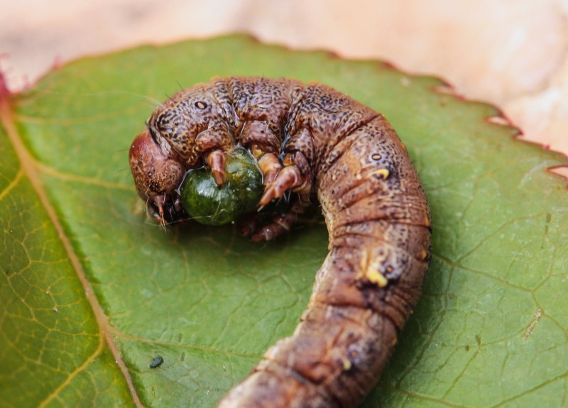 Жук личинка Pupa