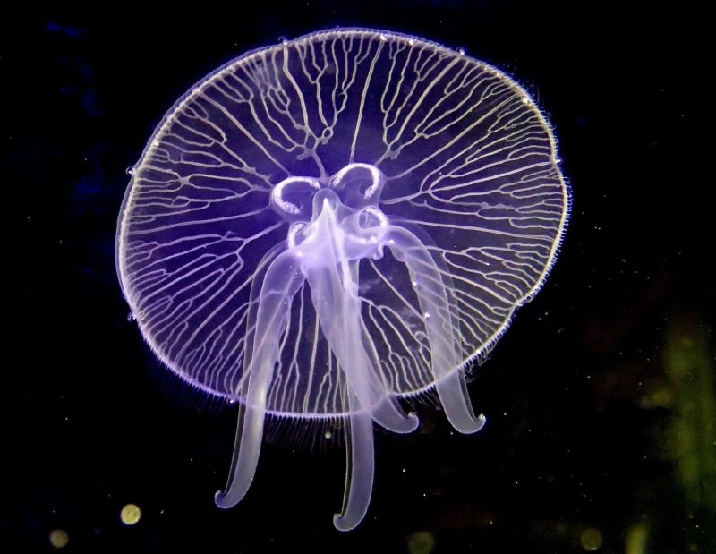 Ушастая медуза (47 фото)
