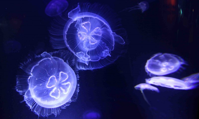 Ушастая Аурелия Балтийское море