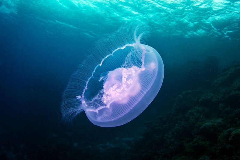 Медуза Aurelia Aurita личинка
