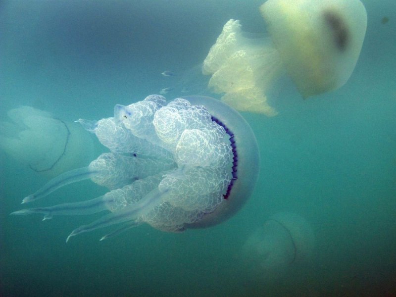 Ушастая Аурелия Балтийское море