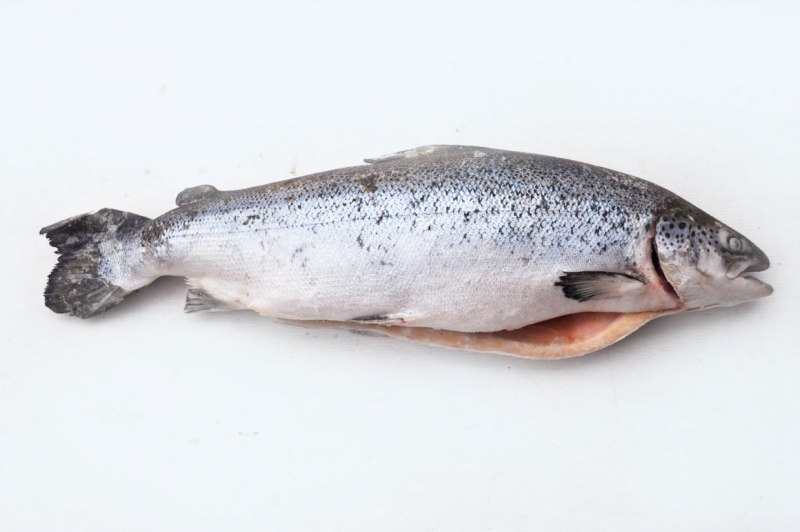 Fish Salmon форель