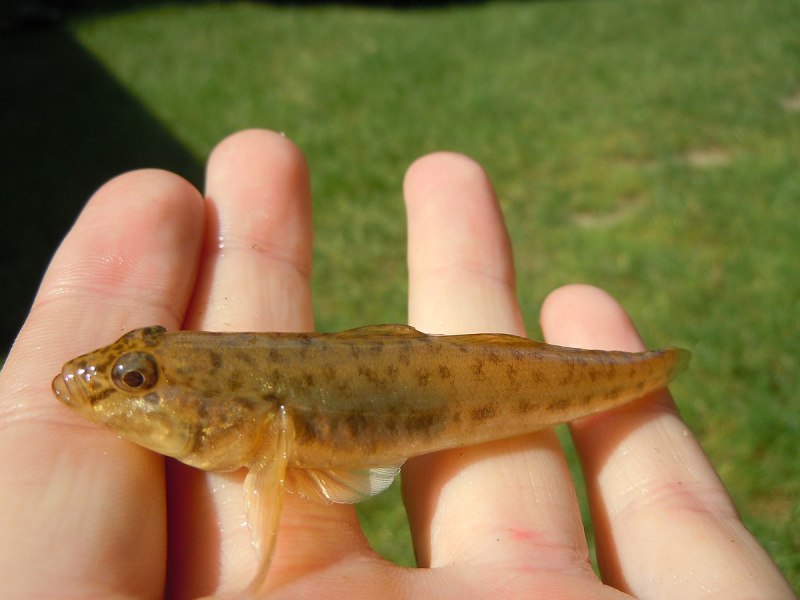 Бычок-песочник Neogobius fluviatilis