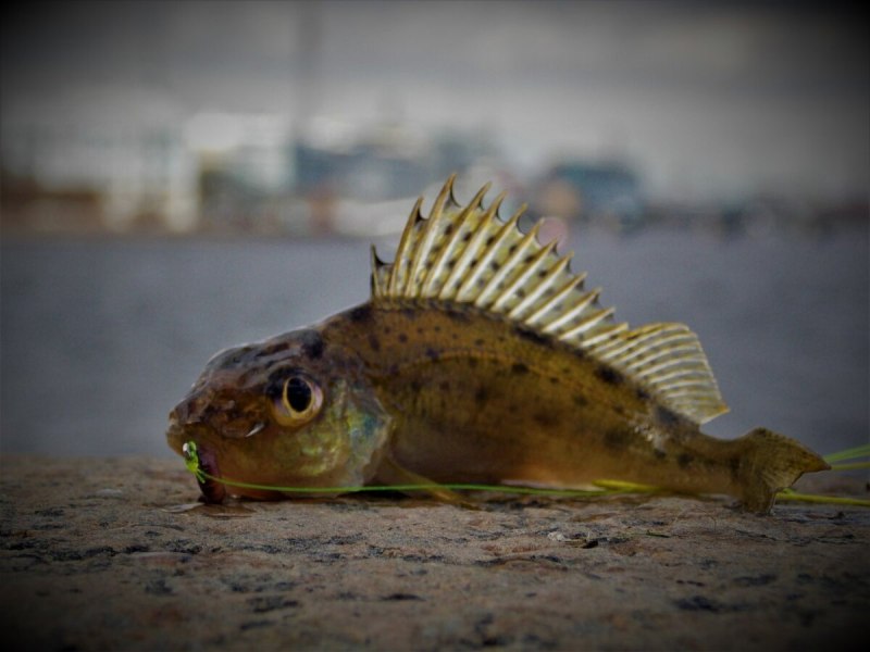 Фауна Азовского моря