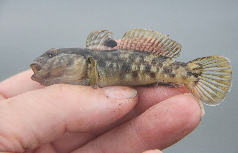 Бычок Neogobius fluviatilis