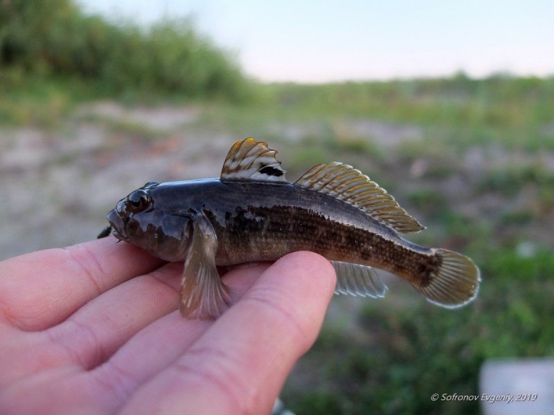 Бычок рыба морской Черноморский