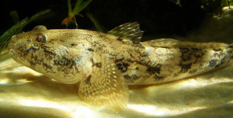 Бычок-кругляк (Neogobius melanostomus)
