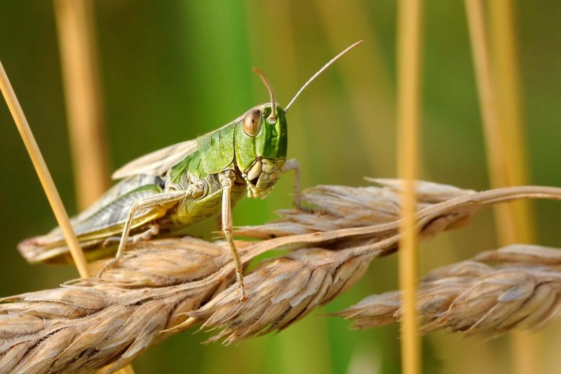 Tetrix subulata