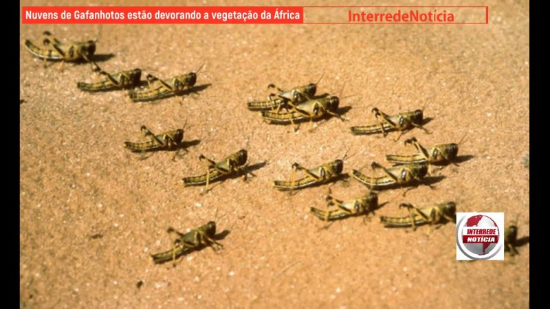 Locust Invasion in Ethiopia