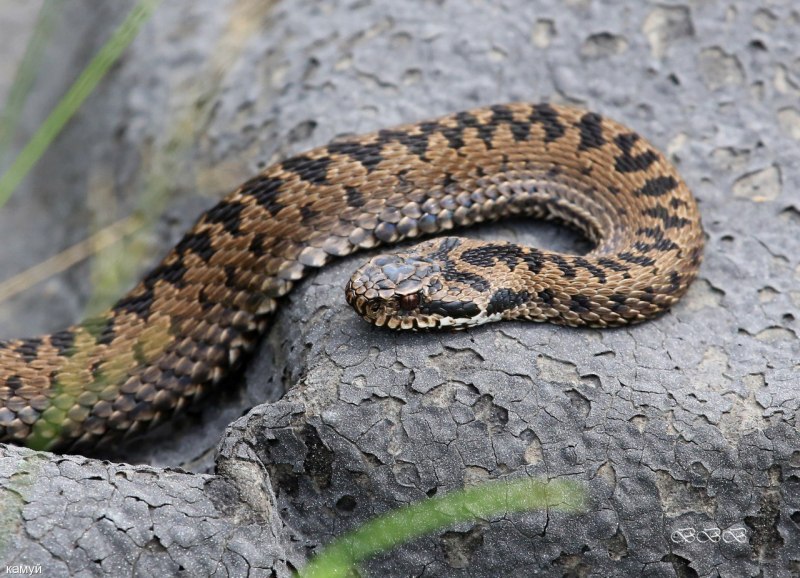 Vipera berus гадюка