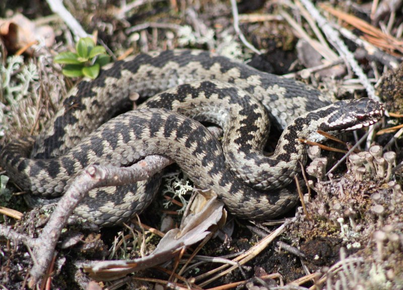 Щитомордник Каменистый (Gloydius saxatilis)