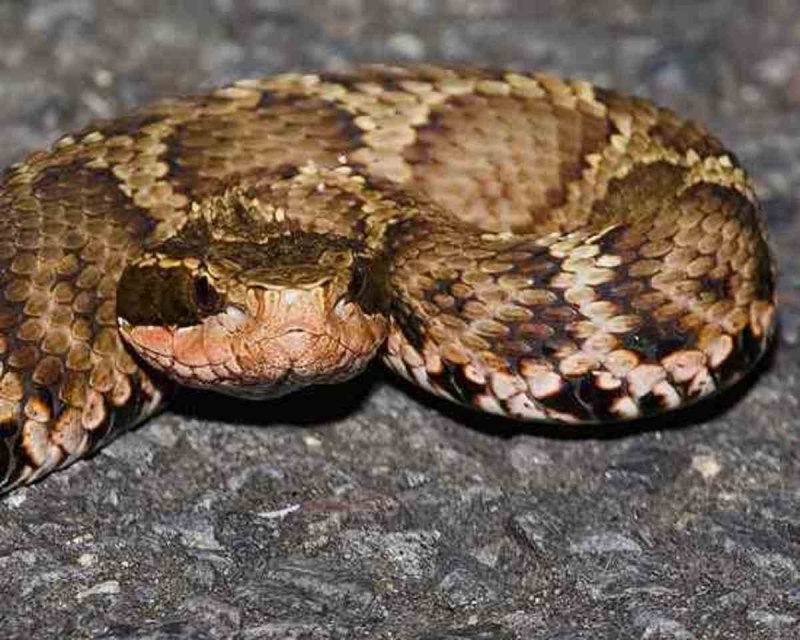 Щитомордник Каменистый (Gloydius saxatilis)