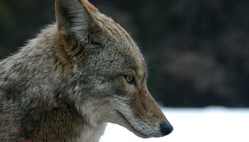 Луговой волк canis
