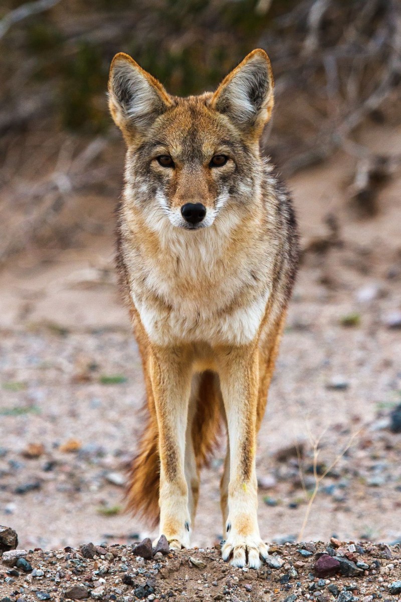 Луговой волк canis Latrans
