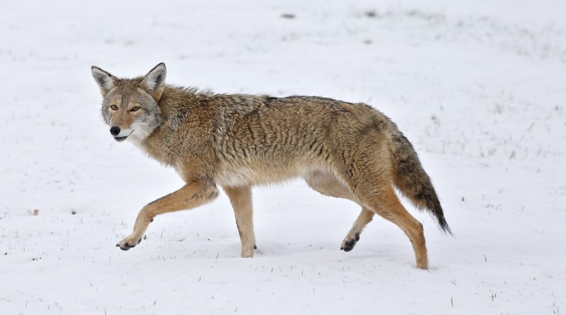 Луговой волк canis Latrans