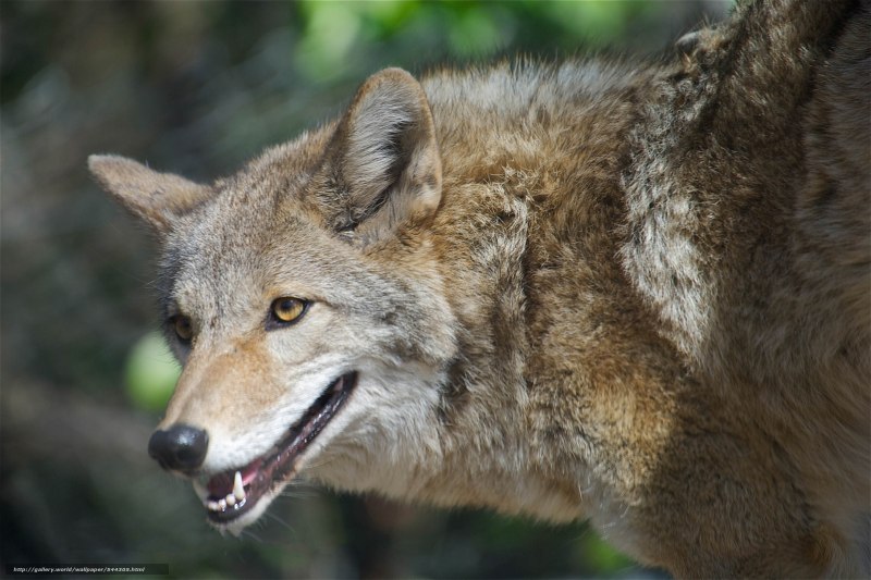 Луговой волк canis Latrans
