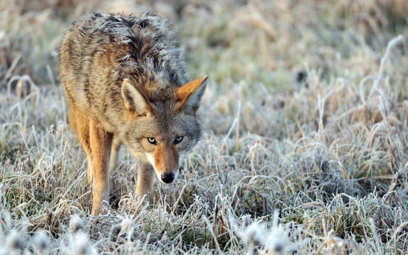 С. Latrans — койот, Луговой волк