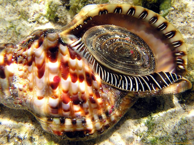 Двустворчатые моллюски Geoduck