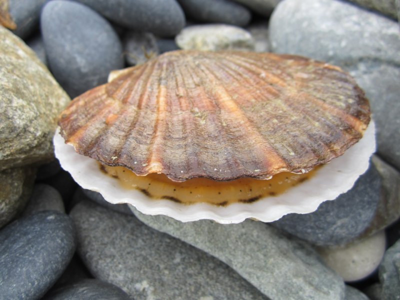 Strombus Gigas Ракушка