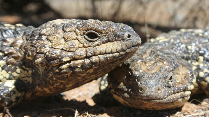 Tiliqua rugosa