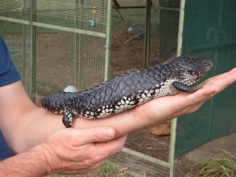 Varanus Salvator