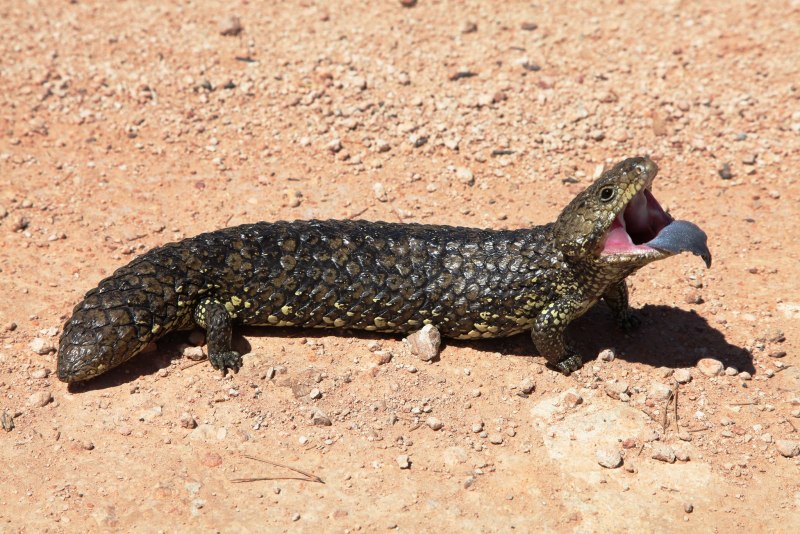Tiliqua rugosa