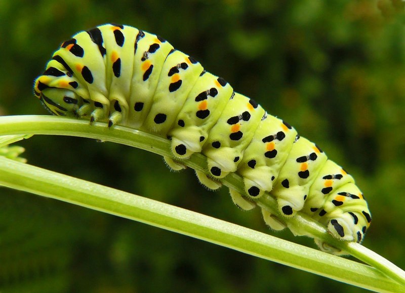 Американская белая бабочка Hyphantria cunea