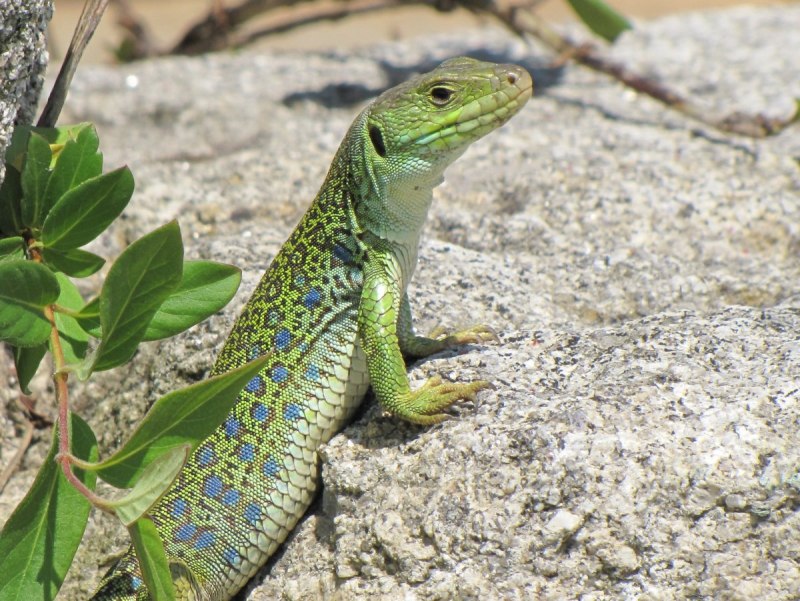 Lacerta lepida