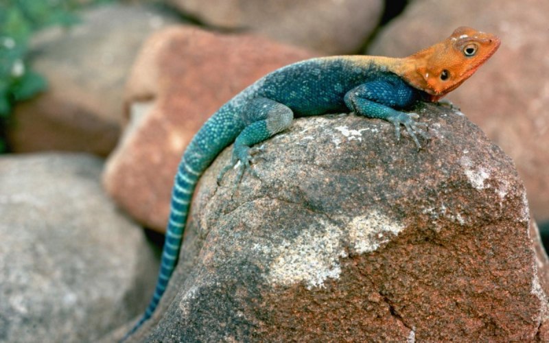 Gallotia bravoana