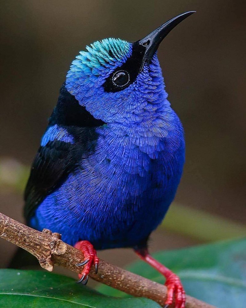 A pair of Blue Canaries