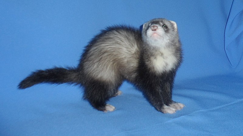 Сибирский колонок Mustela sibirica