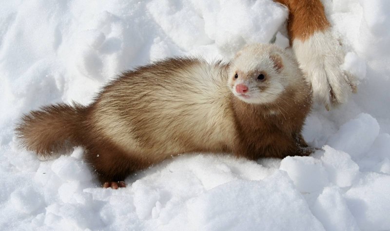Колонок Mustela sibirica