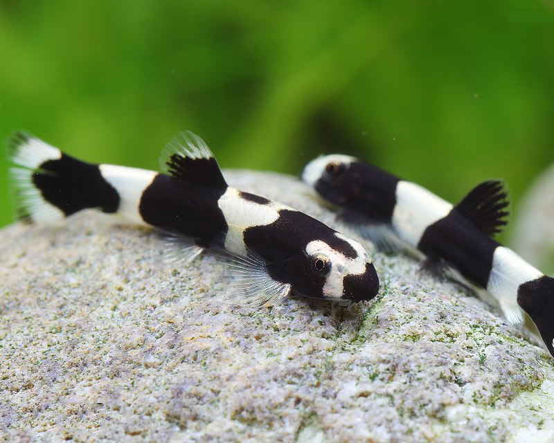 Боция Панда (Protomyzon pachychilus)