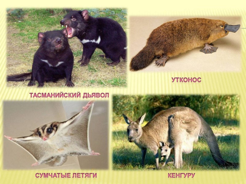 Сумчатые кенгуру