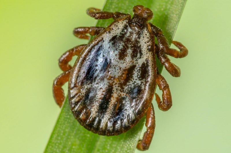 Dermacentor marginatus пастбищный клещ