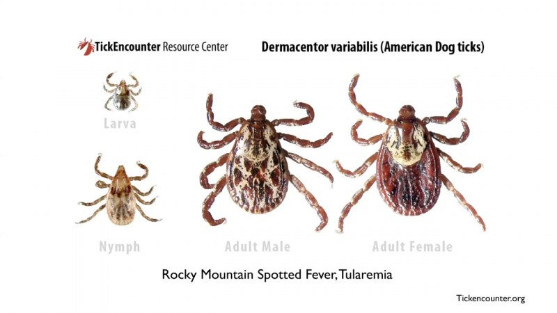 Клещ Amblyomma