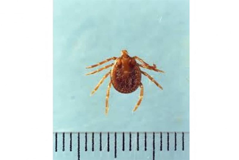 Змеиный клещ Ophionyssus natricis,