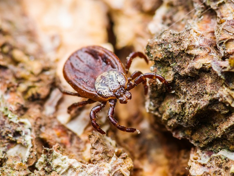 Дермацентор marginatus
