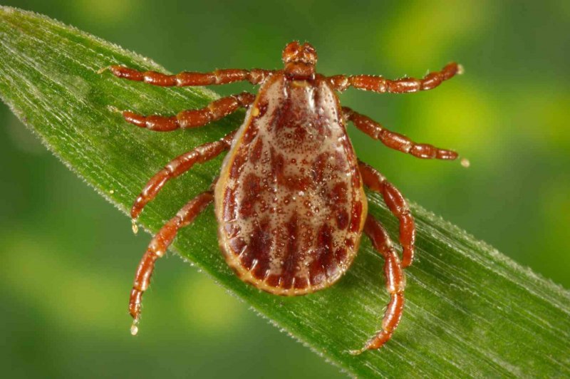 Клещ Ixodes persulcatus
