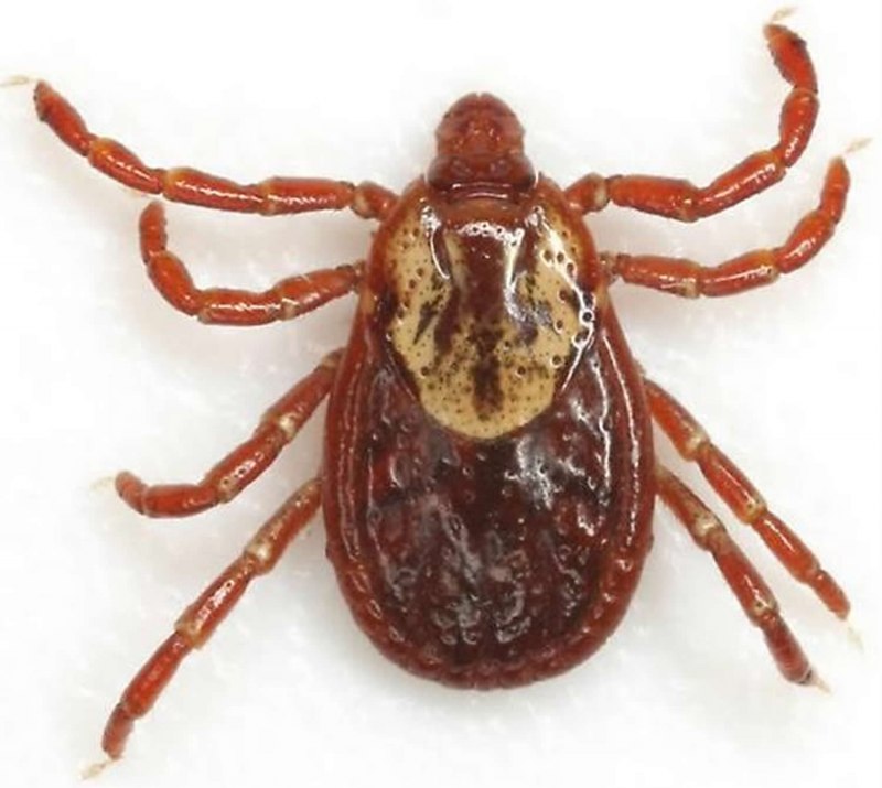 Dermacentor reticulatus Луговой клещ