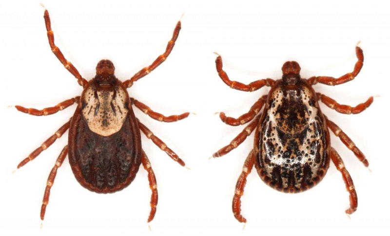 Dermacentor variabilis