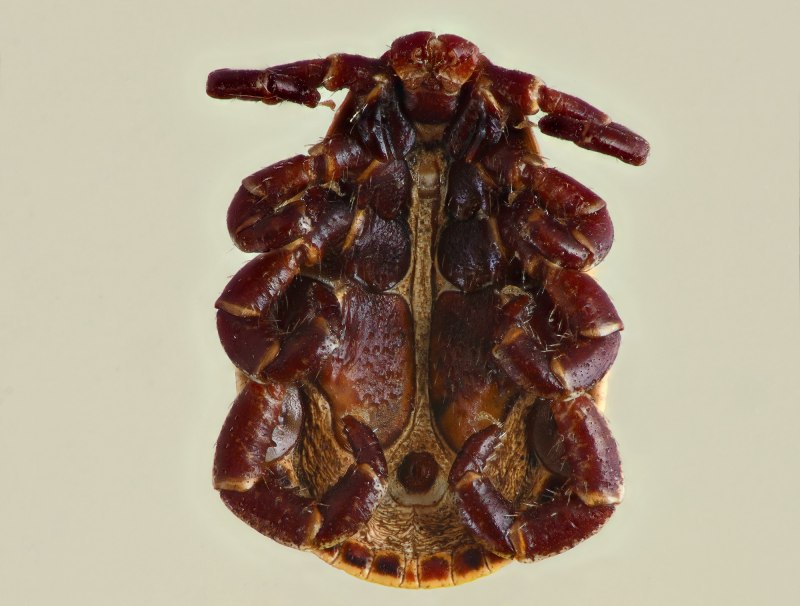 Дермацентор marginatus