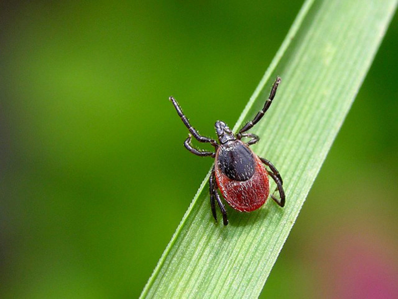 Dermacentor reticulatus фото
