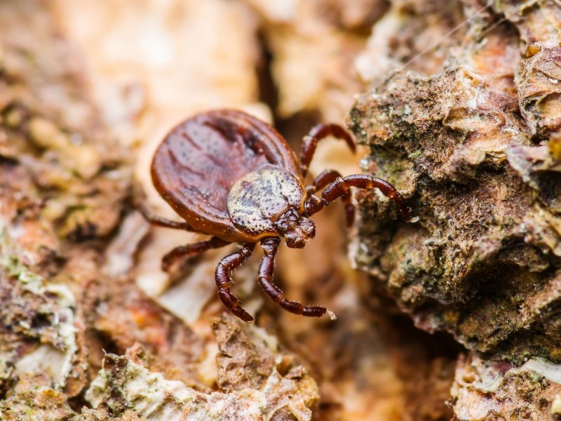 Ixodes Ricinus строение